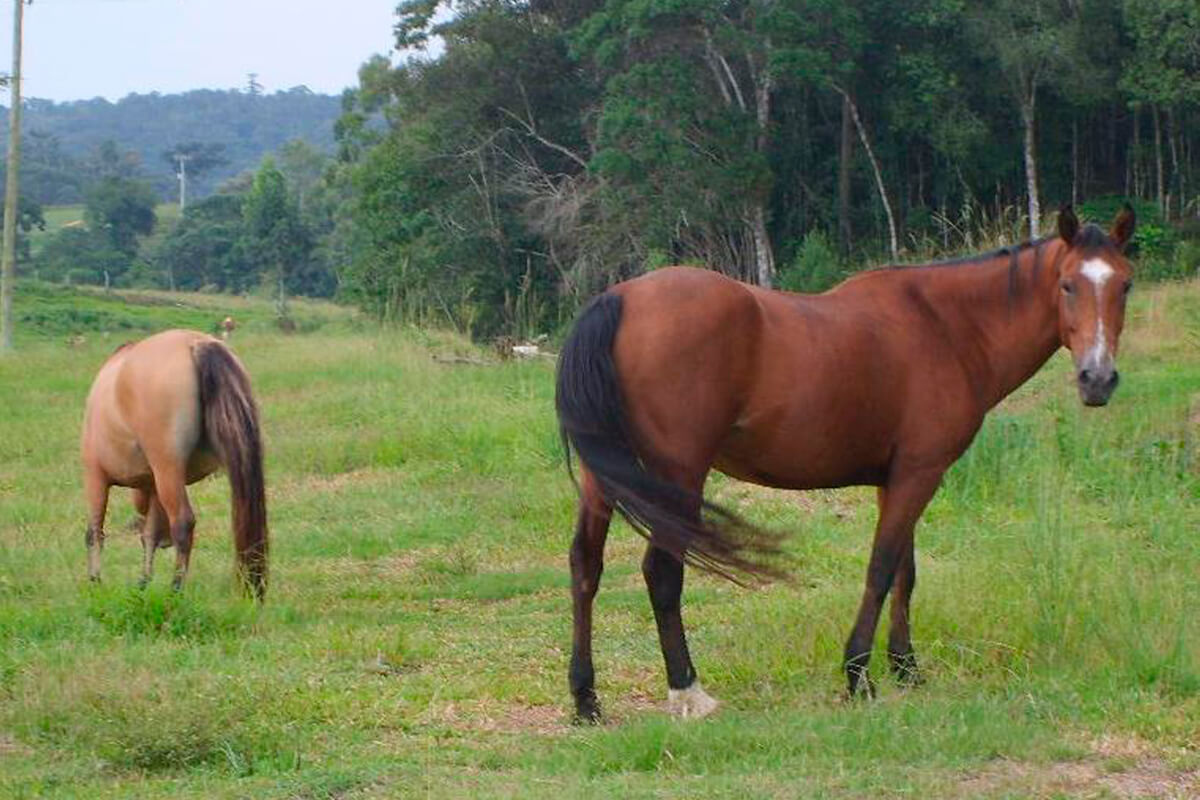 Passeios a Cavalo